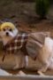 Nonton Film A Good Day to be a Dog Season 1 Episode 5 Bioskop21 Nonton Film A Good Day to be a Dog Season 1 Episode 5 Bioskop21
